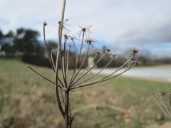 Peucedanum oreoselinum
