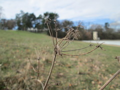 Peucedanum oreoselinum