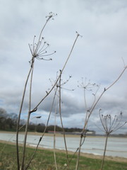 Peucedanum oreoselinum