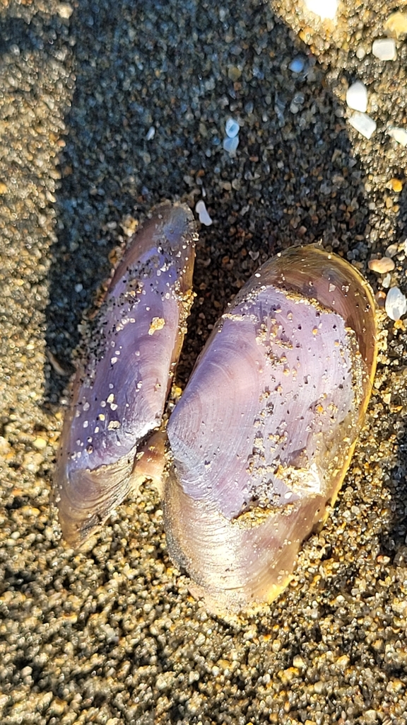 White Sunset-shell