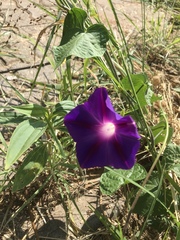 Ipomoea purpurea