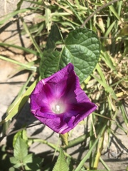 Ipomoea purpurea