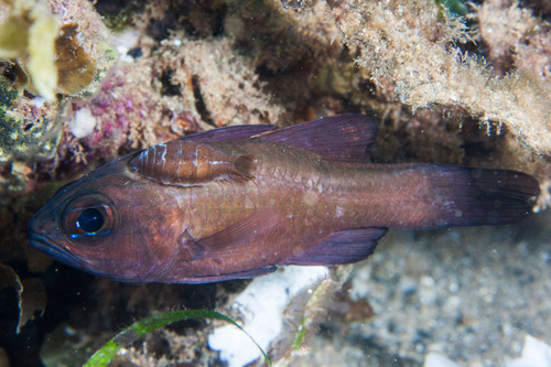 Palebar cardinalfish (Ostorhinchus pallidofasciatus) — Apogonidae — 5