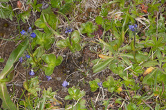 Veronica bellidioides