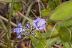 Veronica bellidioides