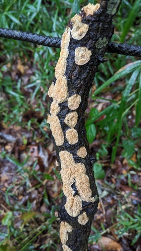Lopharia cinerascens