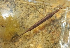 Ranatra quadridentata