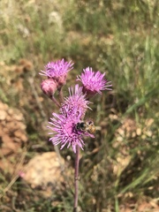Campuloclinium macrocephalum
