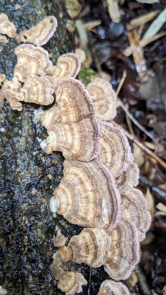 Trichaptum biforme · October 2023 · photo: © atsushi_nakajima_cirque (iNaturalist, cc-by)