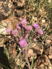 Campuloclinium macrocephalum