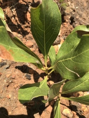 Pygmaeothamnus zeyheri