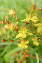 Hypericum pulchrum