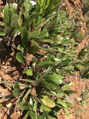 Parinari capensis capensis