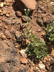 Justicia anagalloides