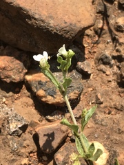 Justicia anagalloides