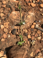 Justicia anagalloides