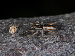 Rudakius cinctus