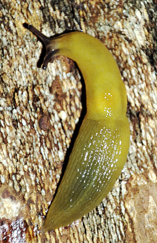Lemon Slug