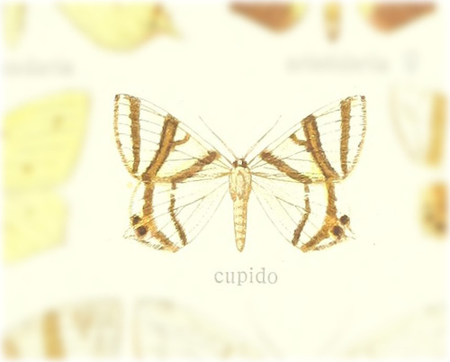 Tristrophis cupido