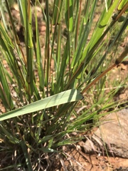 Diheteropogon amplectens