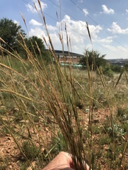 Diheteropogon amplectens