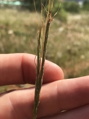 Diheteropogon amplectens