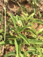 Lippia javanica