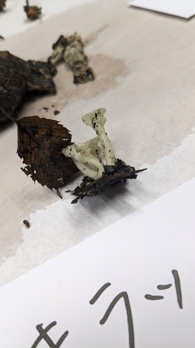 Singerocybe alboinfundibuliformis