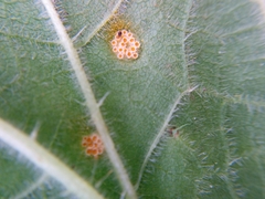 Puccinia urticata