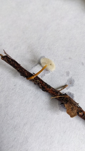 Strobilurus ohshimae