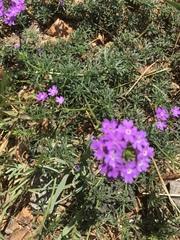 Glandularia aristigera