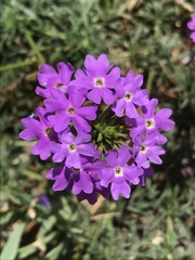Glandularia aristigera
