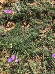 Glandularia aristigera