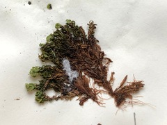 Encalypta streptocarpa