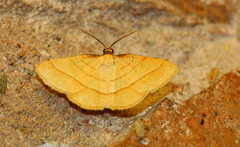 Scopula straminea