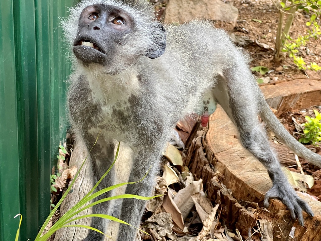 Southern Vervet Monkey from Manor Drive, Berea, KZN, ZA on October 6 ...