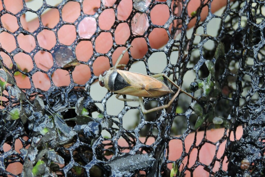 Greater Water Boatman from Романівський район, Житомирська область ...