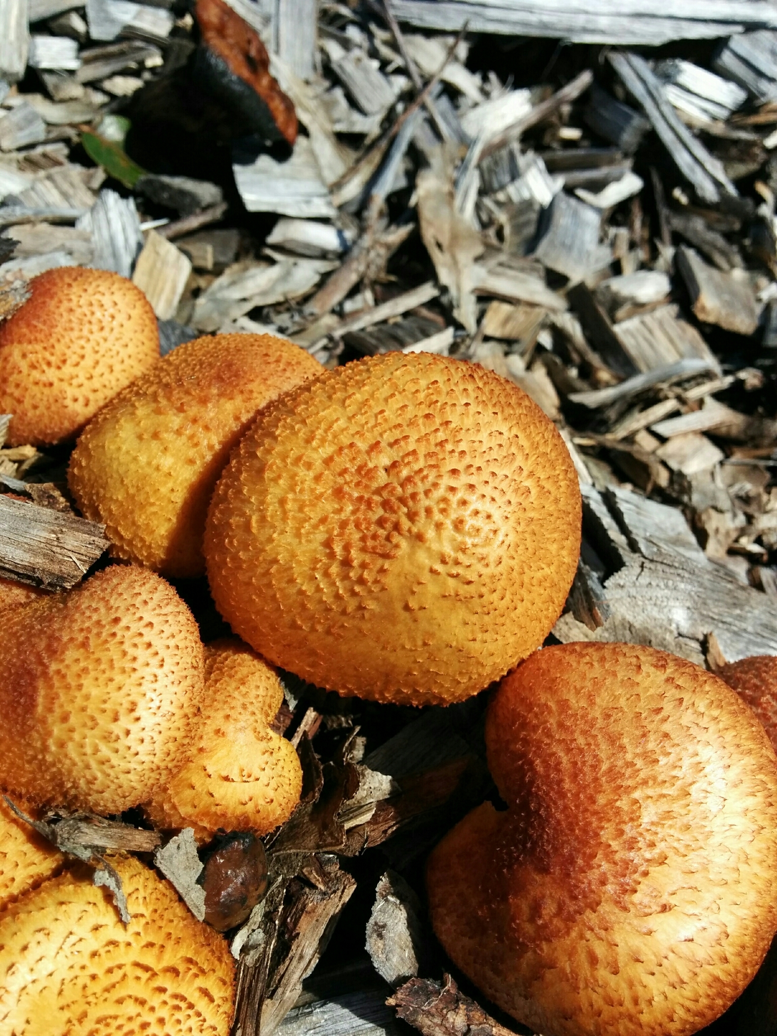 Gymnopilus thiersii image