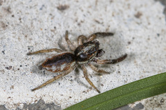 Rudakius cinctus