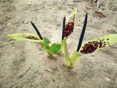 Arum dioscoridis