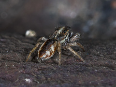 Rudakius cinctus