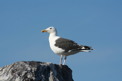 Larus marinus