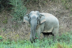 Elephas maximus