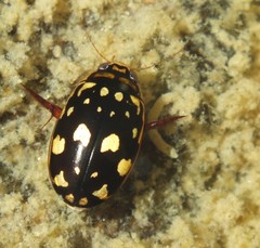 Thermonectus marmoratus