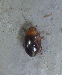 Nisotra