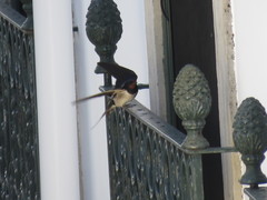 Hirundo rustica