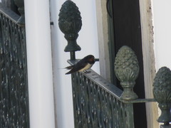 Hirundo rustica