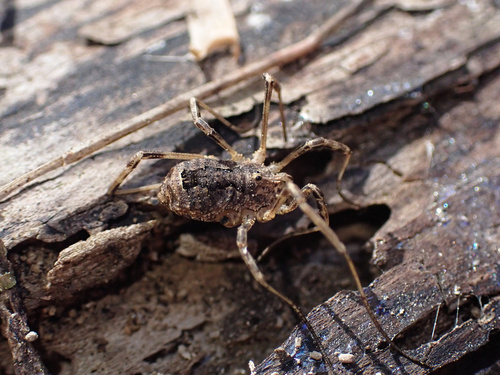 Odiellus spinosus photo 4
