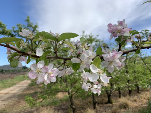 Another photo of Flowering Crabapple