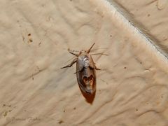 Tarache terminimaculata